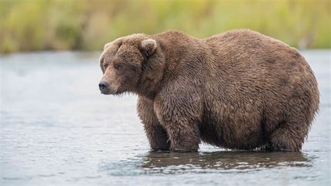 Fat Bear Week is HERE! Submit Your Vote to Crown the Fattest Bear in Katmai National Park ...