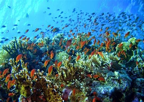 snorkeling places in Egypt - Careless Reef | Places in egypt, Egypt, Snorkeling