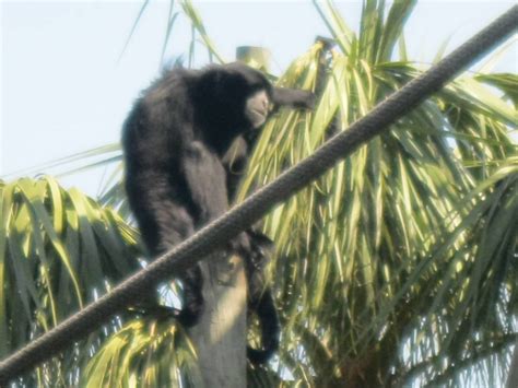 Siamang Gibbon - ZooChat