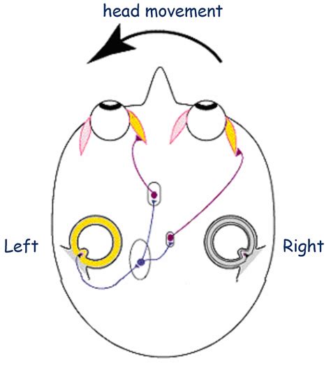 Nashville Vision Therapy: Vestibular System and Visual System. How do they work together?