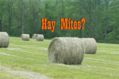 hay mites - Whole-Fed Homestead