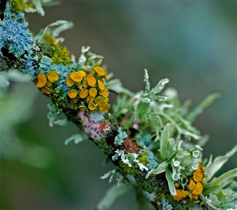 An introduction to Lichen: its diversity, beauty, and value to human ...