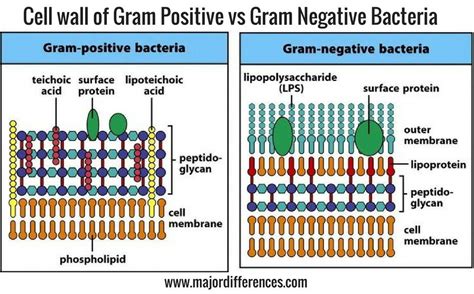 Pin by Little Brianna on laboratory | Cell wall, Gram negative bacteria, Gram positive