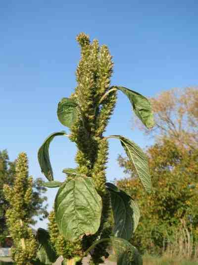 Pigweed Wild Edible Plants For Survival