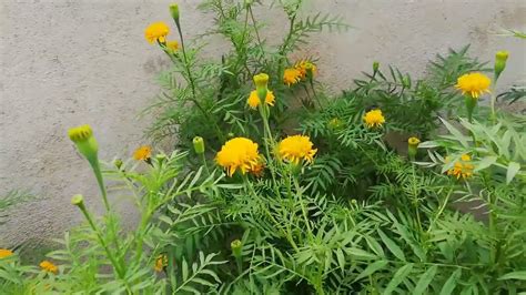 Golden Daspetiya Tree (Tagetes minuta) - YouTube