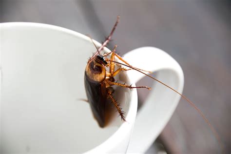 Why are people drinking cockroach 'milk' — and how do you milk a bug?