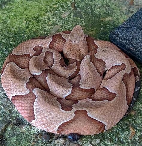 [Southeast Texas] Fairly certain this is a juvenile Copperhead? Less ...