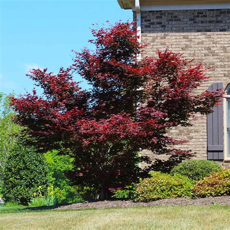 Red Japanese Maple Tree - Buy from PlantingTree.com - PlantingTree