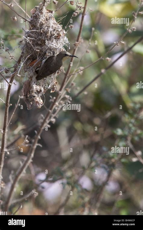 Indian Purple sunbird building nest Stock Photo - Alamy