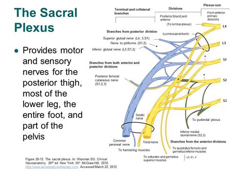 Image from http://accessphysiotherapy.mhmedical.com/data/Multimedia/grandRounds/lumbar/media ...