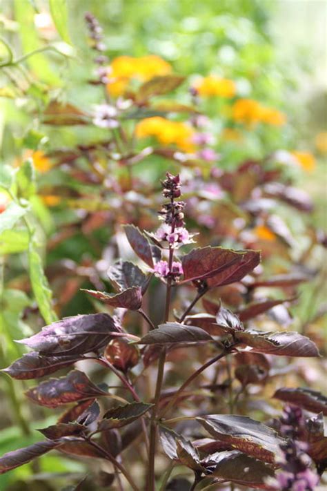 7 Best Flowering Basil Plants | What to Do With Basil Flowers