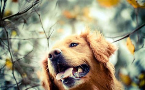 Golden Retriever HD Wallpapers - Wallpaper Cave