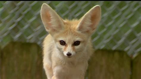 Protecting the Fennec Fox – NBC 7 San Diego