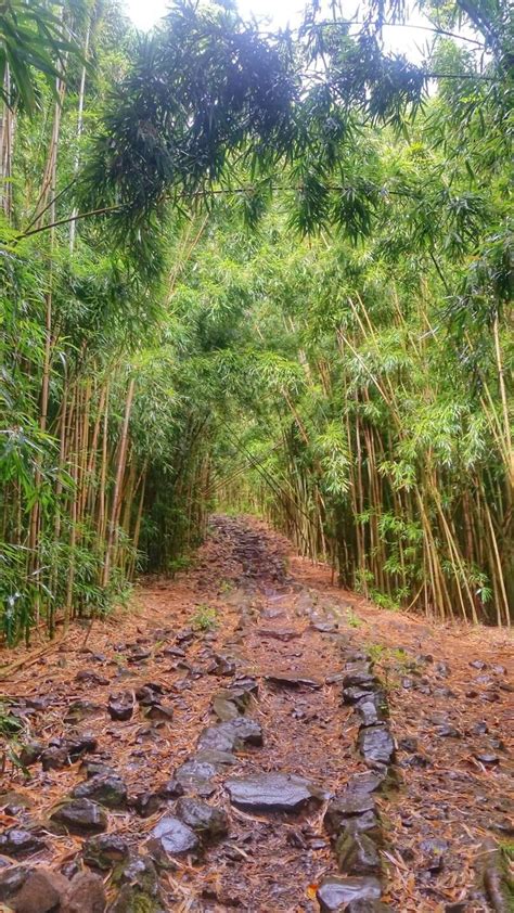 THE bamboo forest in Maui Hawaii: Hike the Pipiwai Trail in Haleakala National Park from the ...