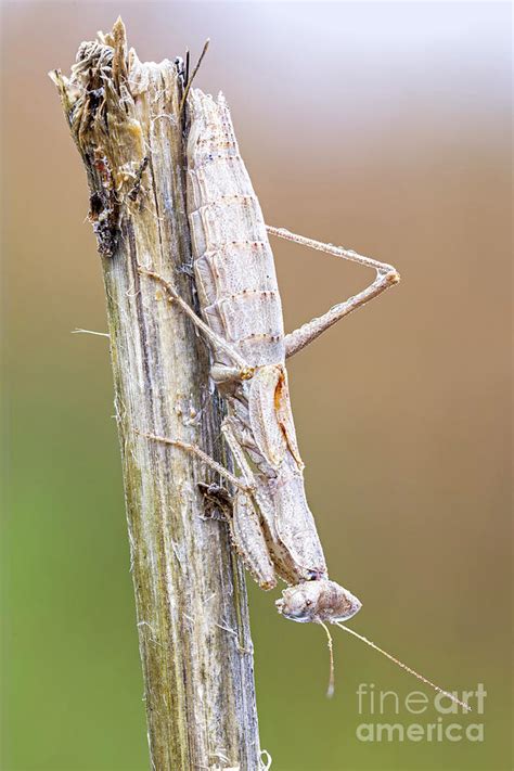 Camouflaged Praying Mantis Photograph by Ozgur Kerem Bulur/science ...