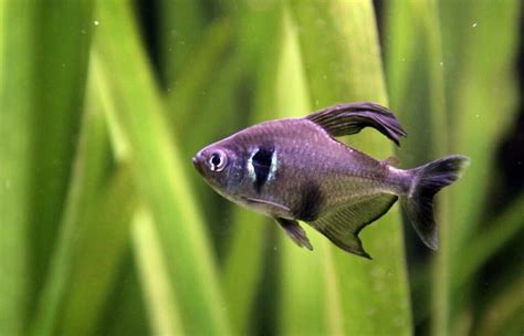 Black Phantom Tetra Care: Everything You Need To Know