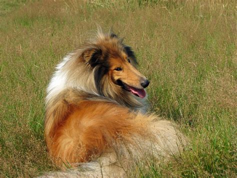 Rough Collie Dog Free Stock Photo - Public Domain Pictures