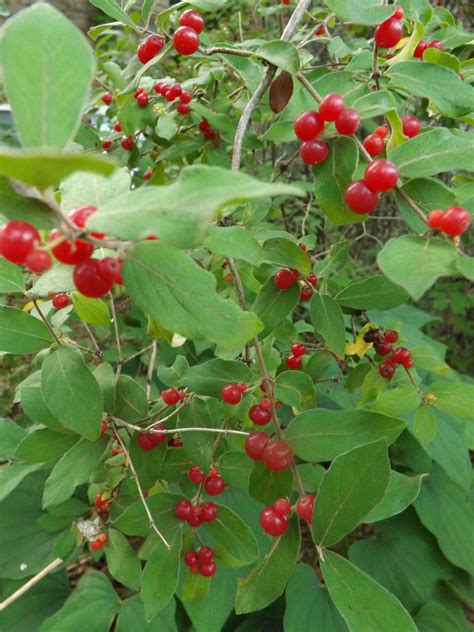 Free photo: Red Berries - Berries, Food, Fruit - Free Download - Jooinn