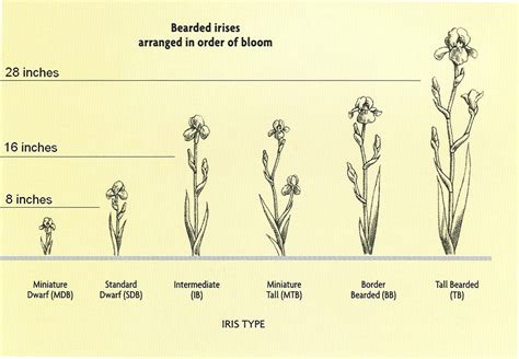 Greater St. Louis Iris Society - The Classifications of Bearded Irises