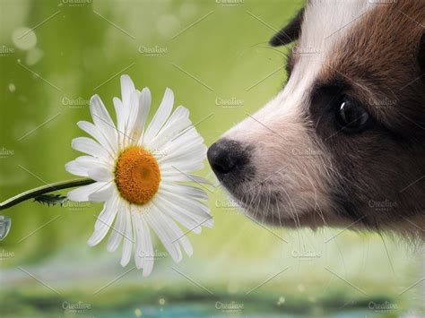 Dog smelling the flower. Funny puppy | Puppies funny, Dog smells, Puppies