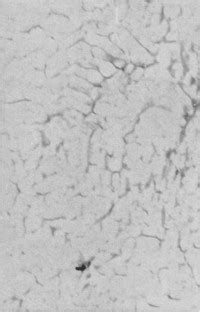 The Structure and Rate of Formation of Pearlite | SpringerLink