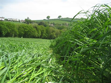 Farming UK News - Arable farmers urged to grow forage for livestock