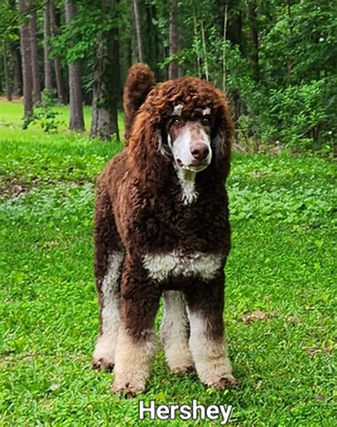 Phantom Standard Poodle - Phantom Standard Poodles For Sale | Smith ...