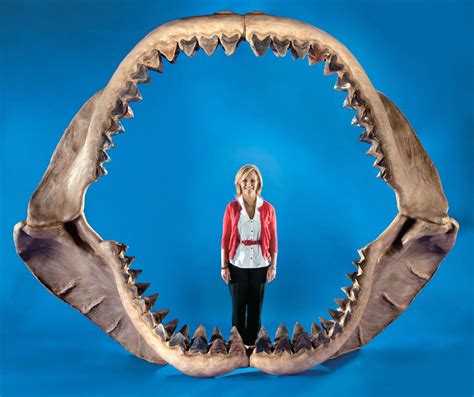 Megalodon | Size, Fossil, Teeth, & Facts | Britannica