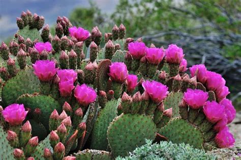 Cozumel's Blooming Cacti: A Guide to Succulent Wonders