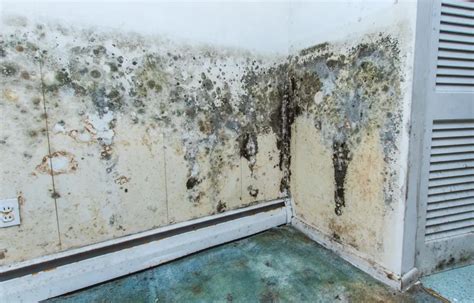 Basement Mold Cleaning Services - Biosweep AC Duct Cleaning Mold Removal Disinfection