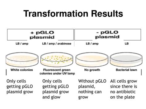 PPT - Bacterial Transformation Lab “ pGLO ” PowerPoint Presentation ...