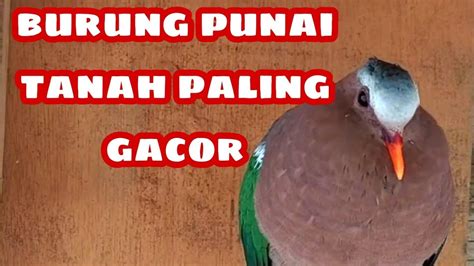 SUARA BURUNG PUNAI TANAH JANTAN - YouTube