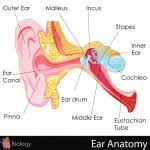Causes of Ear Pressure and How to Relieve It