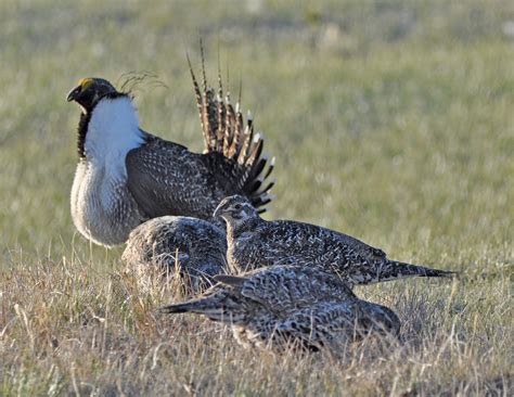 Greater Sage-grouse - Craters Of The Moon National Monument & Preserve ...