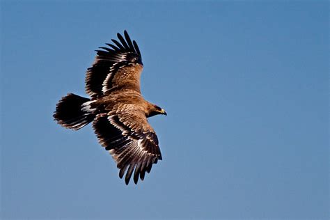 Steppe Eagle | Steppe Eagle - Aquila nipalensis | Brainstuck | Flickr