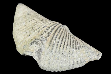 Devonian Fossil Brachiopod (Mucrospirifier) - 1 Piece For Sale ...