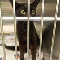 Pike County Animal Shelter in Pikeville, Kentucky