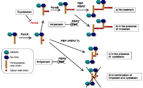 Proposed mechanism underlying the effect of cyslabdan on the activity ...