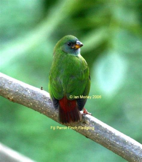 Fiji Parrotfinch - BirdForum Opus | BirdForum