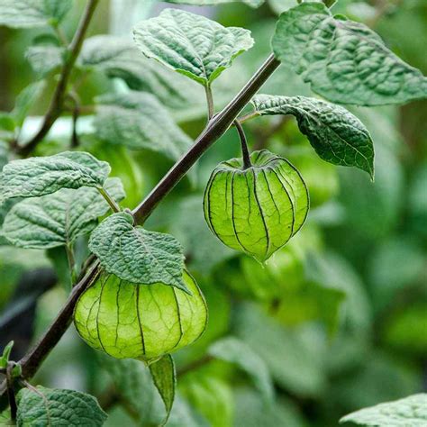 Cape Gooseberry Seeds - Physalis Peruviana Seed