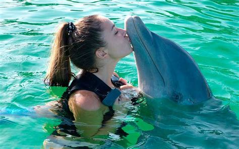 Swimming with Dolphins | Dolphins World