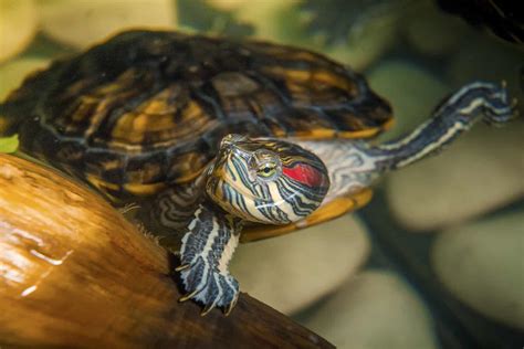 11 Red Eared Slider Tank Mates (Species, Origins + More)