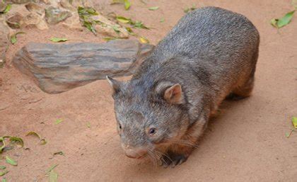 Jaw-some wombats may be great survivors - UQ News - The University of Queensland, Australia