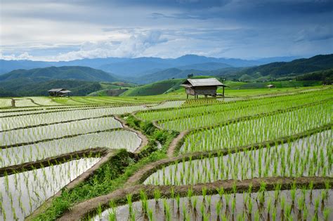 rice-fields-3 - Thai Rice and Foods