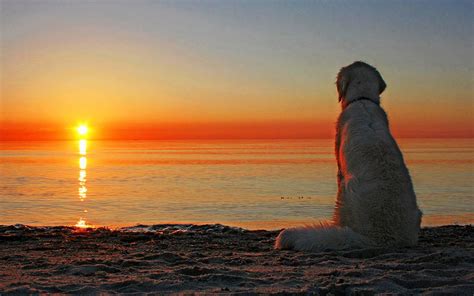 🔥 Free download Golden Retriever Wallpaper and Background 1680x1050 ID ...