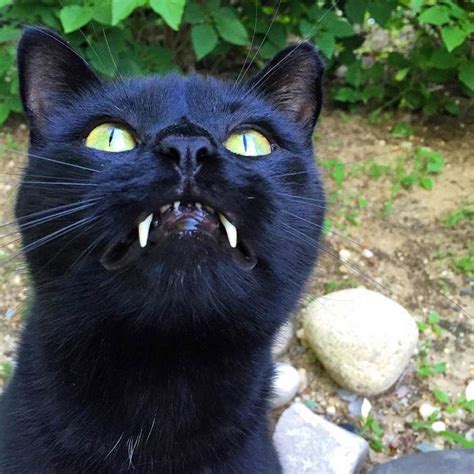 Woman Gets Surprised When Her Rescue Cat Turned Out to Be A “Vampire” | Bored Panda