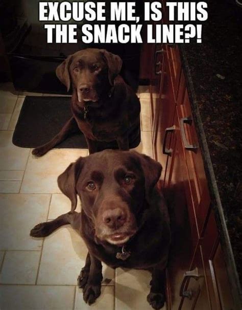 15 Hilarious Labrador Memes Will Make Your Day - Page 4 of 6 - PetTime ...