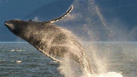 Whale vomit set to fetch 7,000 pounds at auction - The Hindu