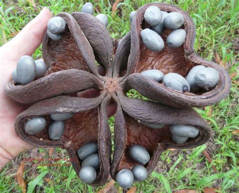 15 of Asia's Weirdest and Most Exotic Fruits | DailyForest