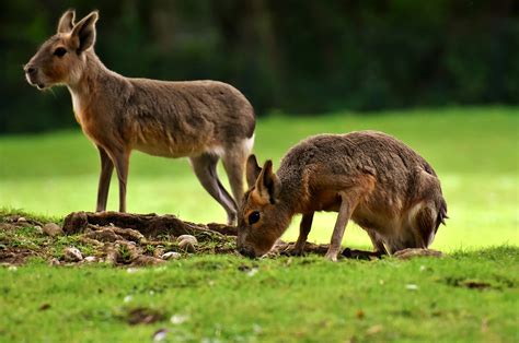 Wildlife Guide To Patagonia — Acanela Expeditions